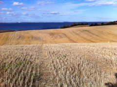 Sensommerbillede over Enggårds marker med Thisted Bredning i baggrunden